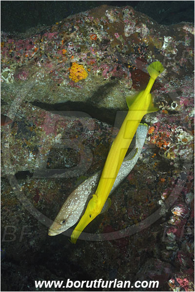 Cocos island, Costarica, Pacific ocean, Dermatolepis dermatolepis, Dermatolepis, Serranidae, Leather bass, Grouper, Fish, Aulostomus chinensis, Aulostomus, Aulostomidae, Chinese trumpetfish, Trumpetfish