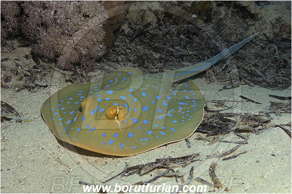Marsa Shagra, Marsa Alam, Egypt, Red sea, Taeniura lymma, Taeniura, Dasyatidae, Elasmobranchii, Bluespotted ribbontail ray, Blue spotted stingray, Stingray, Reef, Fish