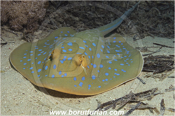 Marsa Shagra, Marsa Alam, Egypt, Red sea, Taeniura lymma, Taeniura, Dasyatidae, Elasmobranchii, Bluespotted ribbontail ray, Blue spotted stingray, Stingray, Reef, Fish