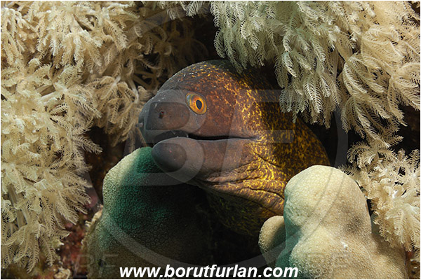 Marsa Shagra, Marsa Alam, Egypt, Red sea, Gymnothorax flavimarginatus, Gymnothorax, Muraenidae, Yellowmargin Moray, Yellow-edged Moray, Moray, Fish, Portrait
