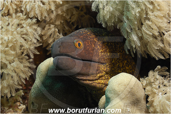 Marsa Shagra, Marsa Alam, Egypt, Red sea, Gymnothorax flavimarginatus, Gymnothorax, Muraenidae, Yellowmargin Moray, Yellow-edged Moray, Moray, Fish, Portrait