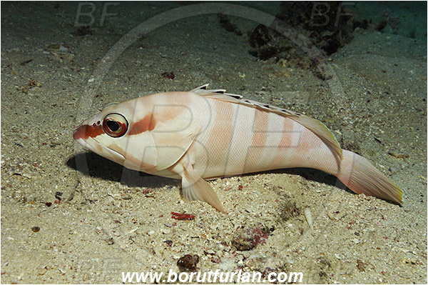 Marsa Shagra, Marsa Alam, Egypt, Red sea, Epinephelus fasciatus, Epinephelus, Serranidae, Blacktip grouper, Grouper, Fish