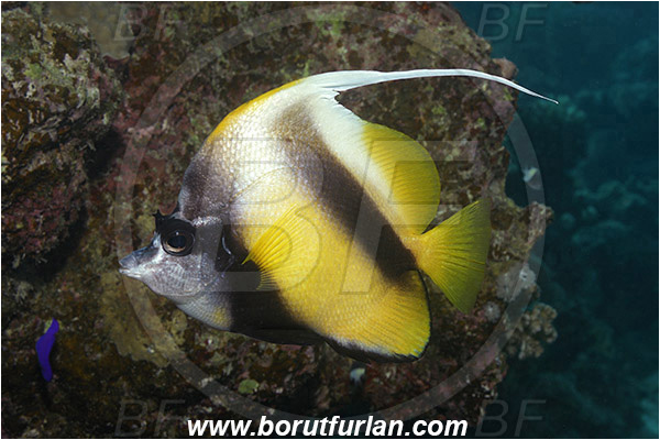 Marsa Shagra, Marsa Alam, Egypt, Red sea, Heniochus intermedius, Heniochus, Chaetodontidae, Red Sea bannerfish, Bannerfish, Fish