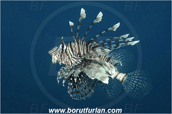 Marsa Shagra, Marsa Alam, Egypt, Red sea, Pterois miles, Pterois, Scorpaenidae, Devil Firefish, Lionfish, Fish