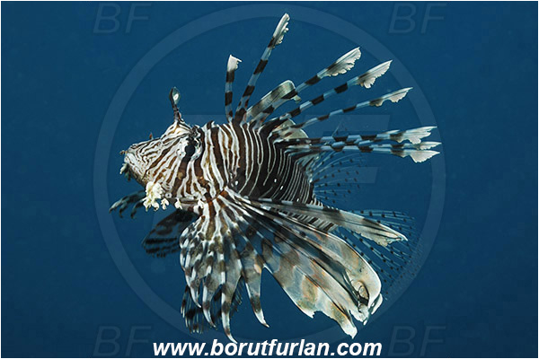 Marsa Shagra, Marsa Alam, Egypt, Red sea, Pterois miles, Pterois, Scorpaenidae, Devil Firefish, Lionfish, Fish
