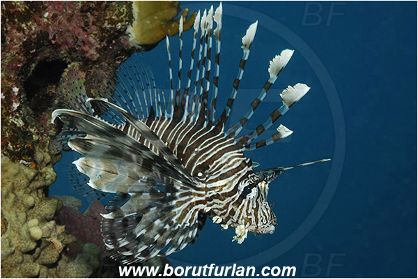 Marsa Shagra, Marsa Alam, Egypt, Red sea, Pterois miles, Pterois, Scorpaenidae, Devil Firefish, Lionfish, Fish
