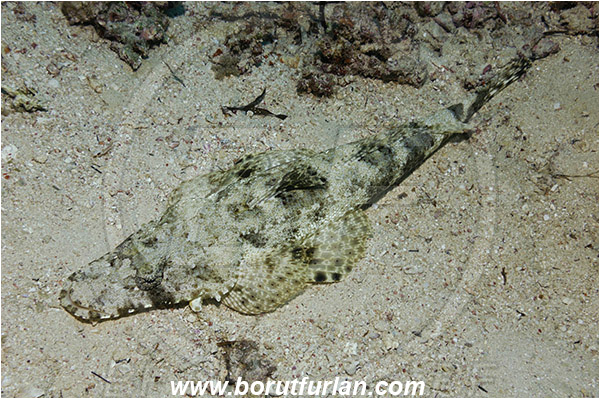 Marsa Shagra, Marsa Alam, Egypt, Red sea, Papilloculiceps longiceps, Papilloculiceps, Platycephalidae, Tentacled flathead, Flathead, Fish