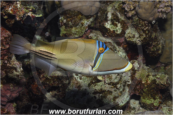 Marsa Shagra, Marsa Alam, Egypt, Red sea, Rhinecanthus assasi, Rhinecanthus, Balistidae, Picasso triggerfish, Triggerfish, Fish
