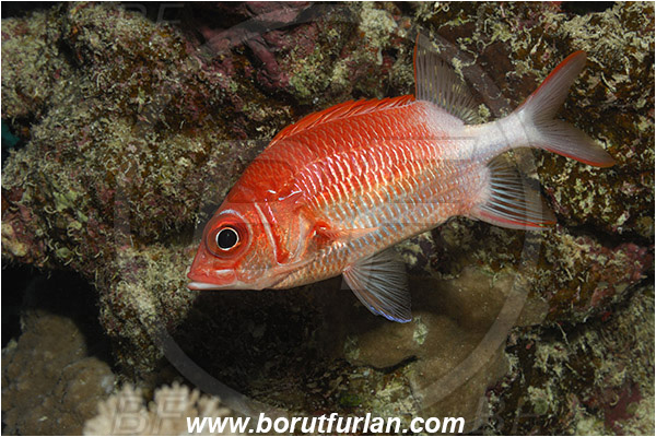 Marsa Shagra, Marsa Alam, Egypt, Red sea, Sargocentron caudimaculatum, Sargocentron, Holocentridae, Silverspot Squirrelfish, Whitetail Squirrelfish, Squirrelfish, Fish