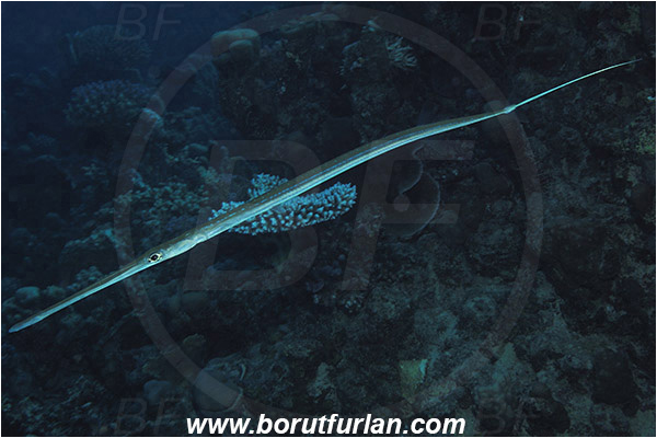 Marsa Shagra, Marsa Alam, Egypt, Red sea, Fistularia commersonii, Fistularia, Fistulariidae, Bluespotted cornetfish, Cornetfish, Fish, Reef