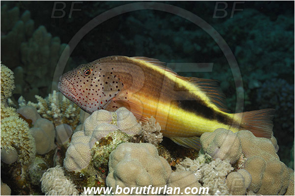 Marsa Shagra, Marsa Alam, Egypt, Red sea, Paracirrhites forsteri, Paracirrhites, Cirrhitidae, Blackside Hawkfish, Hawkfish, Fish