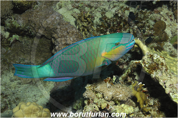 Marsa Shagra, Marsa Alam, Egypt, Red sea, Chlorurus sordidus, Chlorurus, Scaridae, Daisy parrotfish, Parrotfish, Fish