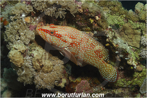 Marsa Shagra, Marsa Alam, Egypt, Red sea, Cephalopholis miniata, Cephalopholis, Serranidae, Coral grouper, Grouper, Fish