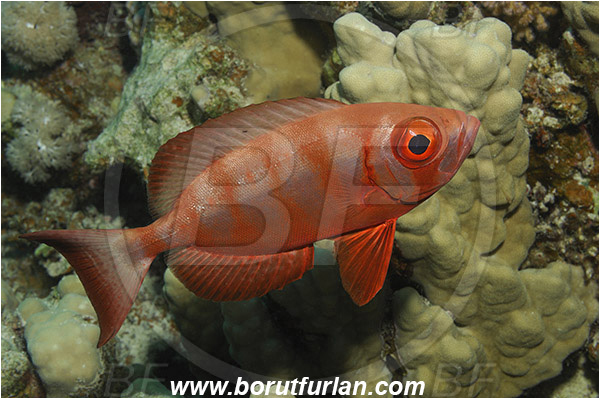 Marsa Shagra, Marsa Alam, Egypt, Red sea, Priacanthus hamrur, Priacanthus, Lunartail Bigeye, Bigeye, Priacanthidae, Fish
