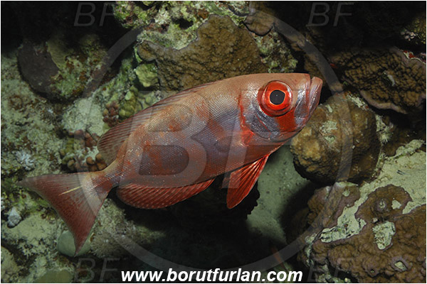Marsa Shagra, Marsa Alam, Egypt, Red sea, Priacanthus hamrur, Priacanthus, Lunartail Bigeye, Bigeye, Priacanthidae, Fish