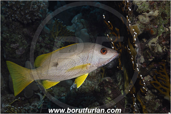 Marsa Shagra, Marsa Alam, Egypt, Red sea, Lutjanus monostigma, Lutjanus, Lutjanidae, One-spot snapper, Snapper, Fish