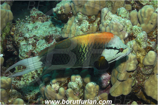 Marsa Shagra, Marsa Alam, Egypt, Red sea, Epibulus insidiator, Epibulus, Labridae, Sling-jaw Wrasse, Wrasse, Fish, Male
