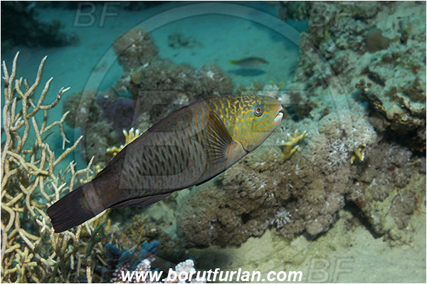 Marsa Shagra, Marsa Alam, Egypt, Red sea, Chlorurus bleekeri, Chlorurus, Scaridae, Bleeker