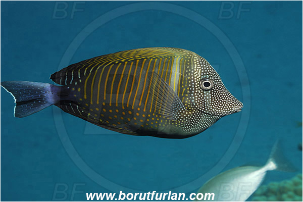 Marsa Shagra, Marsa Alam, Egypt, Red sea, Zebrasoma desjardinii, Zebrasoma, Acanthuridae, Sailfin Tang, Surgeonfish, Fish