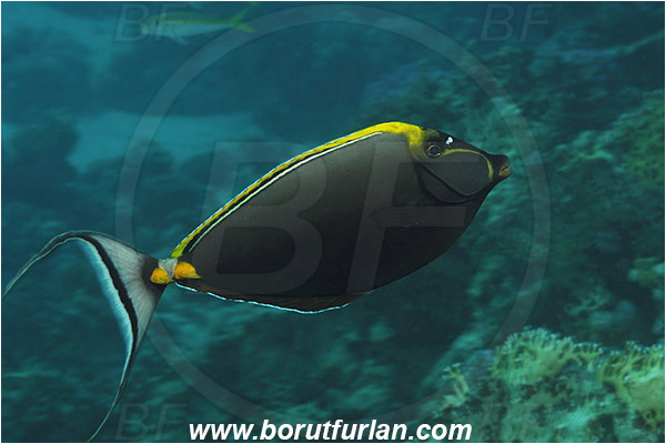 Marsa Shagra, Marsa Alam, Egypt, Red sea, Naso elegans, Naso, Acanthuridae, Elegant Unicornfish, Unicornfish, Surgeonfish, Fish