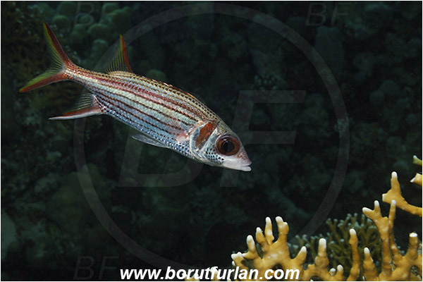 Marsa Shagra, Marsa Alam, Egypt, Red sea, Neoniphon sammara, Neoniphon, Holocentridae, Spotfin Squirrelfish, Sammara Squirrelfish, Squirrelfish, Fish