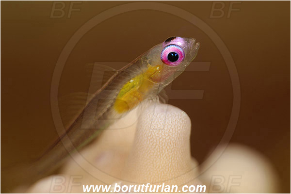 Marsa Shagra, Marsa Alam, Egypt, Bryaninops natans, Bryaninops, Gobiidae, Pinkeye Goby, Goby, Fish