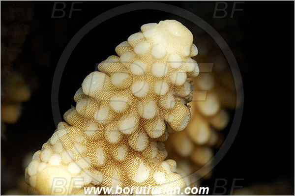 Marsa Alam, Marsa Shagra, Egypt, Red sea, Acropora sp., Acropora, Acroporidae, Hard Coral, Coral, Anthozoa, Cnidaria, Cnidarian, Abstract