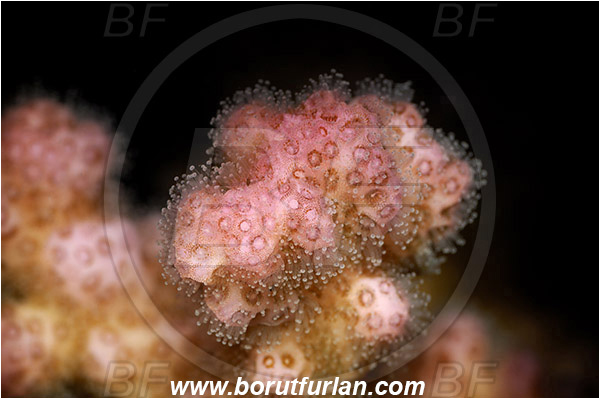 Marsa Alam, Marsa Shagra, Egypt, Red sea, Pocillopora sp., Pocillopora, Pocilloporidae, Hard Coral, Coral, Anthozoa, Cnidaria, Cnidarian, Abstract