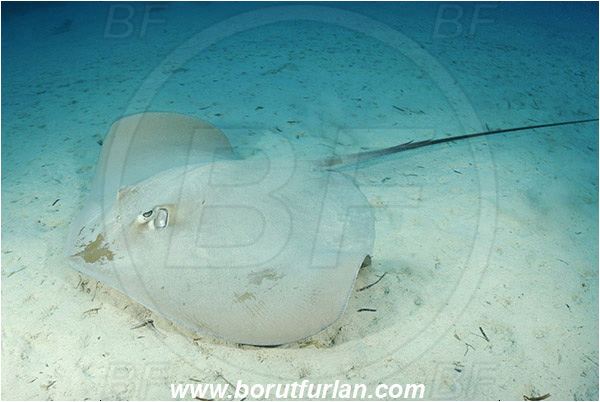 Marsa Shagra, Marsa Alam, Egypt, Red sea, Pateobatis fai, Pateobatis, Dasyatidae, Elasmobranchii, Pink whipray, Stingray, Sand, Fish