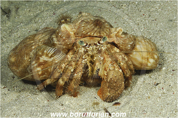 Marsa Alam, Marsa Shagra, Egypt, Red sea, Dardanus pedunculatus, Dardanus, Diogenidae, Anemone Hermit Crab, Hermit Crab, Decapoda, Crustacea, Crustacean