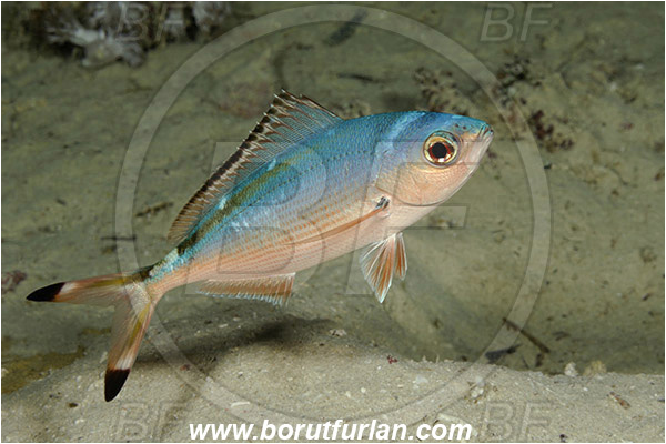 Marsa Shagra, Marsa Alam, Egypt, Red sea, Caesio suevica, Caesio, Caesionidae, Suez Fusilier, Fusilier, Fish