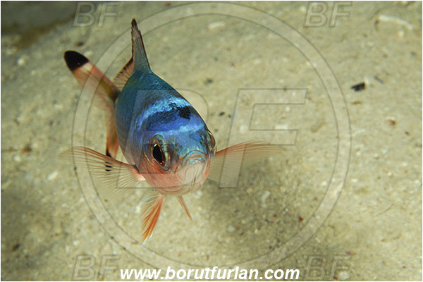 Marsa Shagra, Marsa Alam, Egypt, Red sea, Caesio suevica, Caesio, Caesionidae, Suez Fusilier, Fusilier, Fish