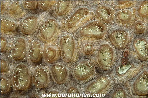 Marsa Alam, Marsa Shagra, Egypt, Red sea, Homophyllia bowerbanki, Homophyllia, Lobophylliidae, Hard Coral, Coral, Anthozoa, Cnidaria, Cnidarian, Abstract