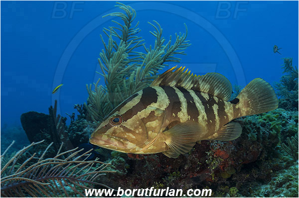 Tiger beach, Bahamas, Atlantic ocean, Epinephelus striatus, Epinephelus, Serranidae, Nassau grouper, Grouper, Fish, Reef