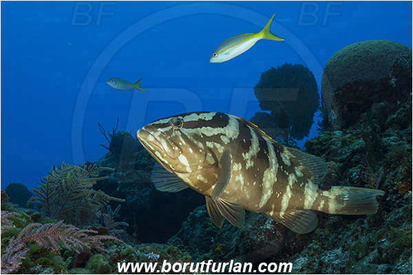 Tiger beach, Bahamas, Atlantic ocean, Epinephelus striatus, Epinephelus, Serranidae, Nassau grouper, Grouper, Fish, Reef