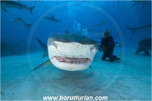 Tiger beach, Bahamas, Atlantic ocean, Galeocerdo cuvier, Galeocerdo, Carcharhinidae, Elasmobranchii, Tiger shark, Shark, Fish, Sand, Diver, Underwater photographer, Mouth, Portrait