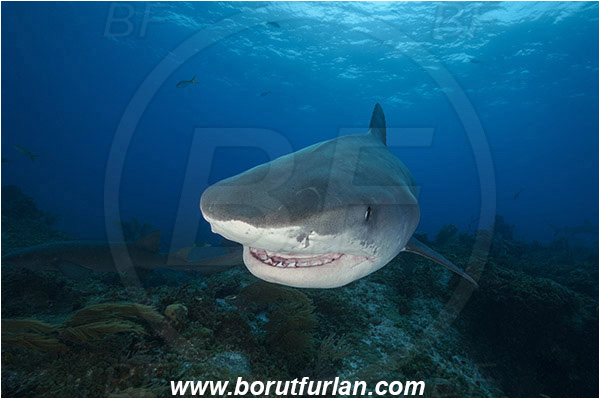 Tiger beach, Bahamas, Atlantic ocean, Galeocerdo cuvier, Galeocerdo, Carcharhinidae, Elasmobranchii, Tiger shark, Shark, Fish, Reef, Portrait