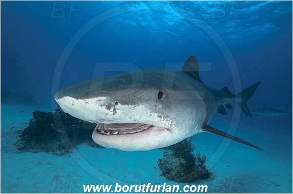 Tiger beach, Bahamas, Atlantic ocean, Galeocerdo cuvier, Galeocerdo, Carcharhinidae, Elasmobranchii, Tiger shark, Shark, Fish, Reef, Portrait, Sand