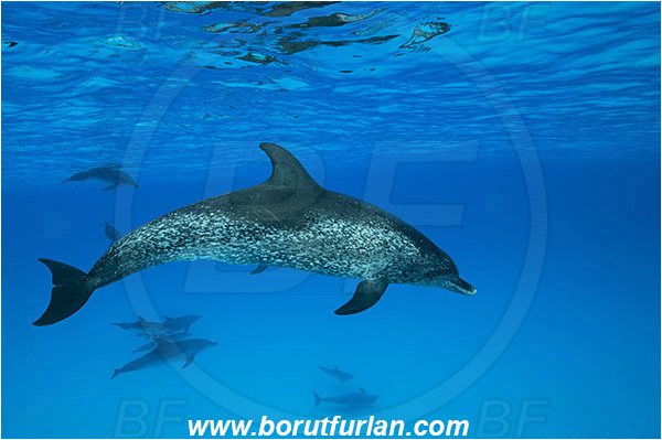 Tiger beach, Bahamas, Atlantic ocean, Stenella frontalis, Stenella, Delphinidae, Mammalia, Mammalian, Atlantic spotted dolphin, Dolphin