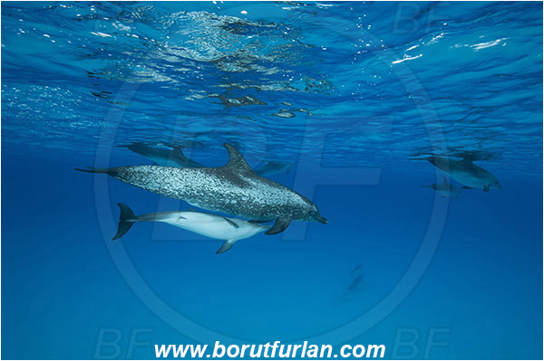Tiger beach, Bahamas, Atlantic ocean, Tursiops truncatus, Tursiops, Stenella frontalis, Stenella, Delphinidae, Mammalia, Mammalian, Bottlenose Dolphin, Atlantic spotted dolphin, Dolphin