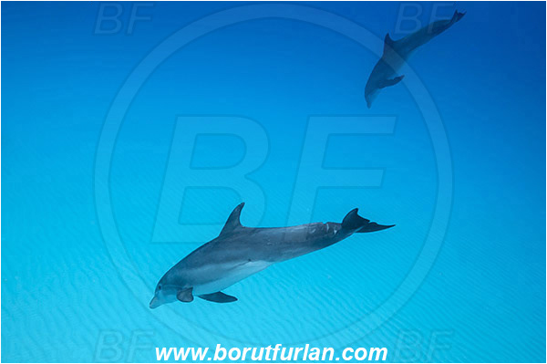 Tiger beach, Bahamas, Atlantic ocean, Tursiops truncatus, Tursiops, Delphinidae, Mammalia, Mammalian, Bottlenose Dolphin, Dolphin