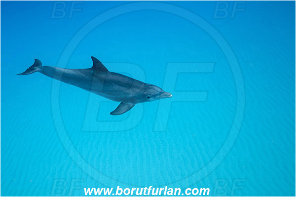 Tiger beach, Bahamas, Atlantic ocean, Tursiops truncatus, Tursiops, Delphinidae, Mammalia, Mammalian, Bottlenose Dolphin, Dolphin