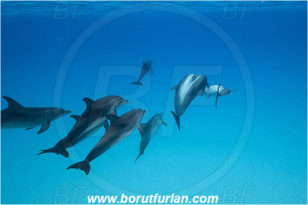 Tiger beach, Bahamas, Atlantic ocean, Tursiops truncatus, Tursiops, Stenella frontalis, Stenella, Delphinidae, Mammalia, Mammalian, Bottlenose Dolphin, Atlantic spotted dolphin, Dolphin