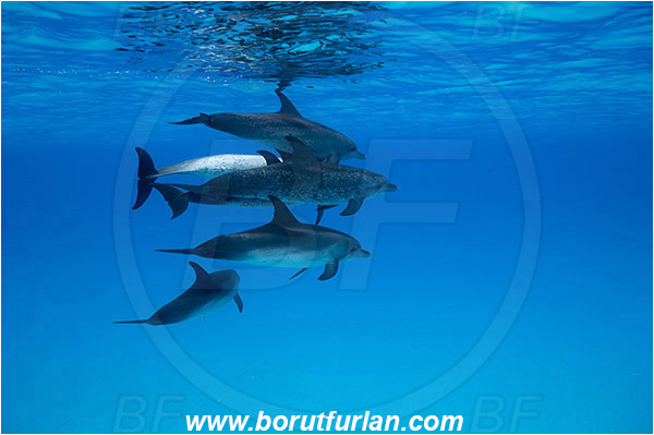Tiger beach, Bahamas, Atlantic ocean, Tursiops truncatus, Tursiops, Stenella frontalis, Stenella, Delphinidae, Mammalia, Mammalian, Bottlenose Dolphin, Atlantic spotted dolphin, Dolphin