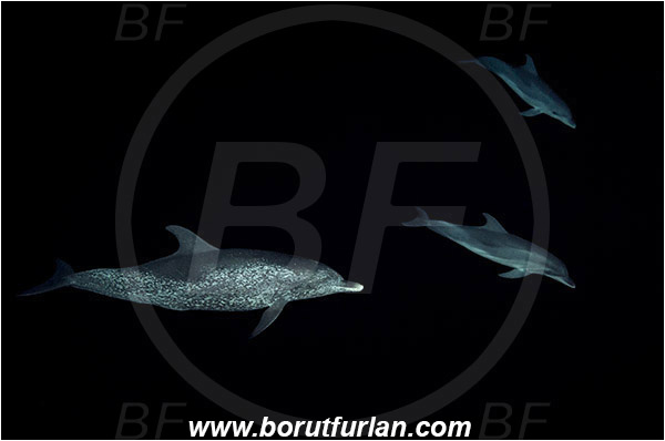 Tiger beach, Bahamas, Atlantic ocean, Tursiops truncatus, Tursiops, Delphinidae, Mammalia, Mammalian, Bottlenose Dolphin, Dolphin, Night