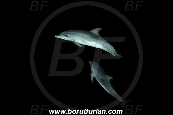Tiger beach, Bahamas, Atlantic ocean, Tursiops truncatus, Tursiops, Delphinidae, Mammalia, Mammalian, Bottlenose Dolphin, Dolphin, Night
