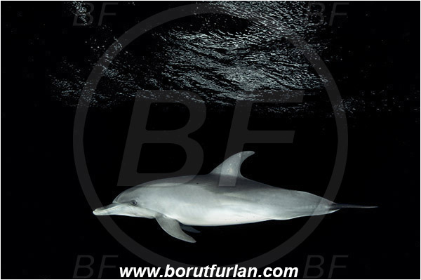 Tiger beach, Bahamas, Atlantic ocean, Tursiops truncatus, Tursiops, Delphinidae, Mammalia, Mammalian, Bottlenose Dolphin, Dolphin, Night