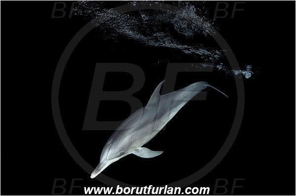 Tiger beach, Bahamas, Atlantic ocean, Tursiops truncatus, Tursiops, Delphinidae, Mammalia, Mammalian, Bottlenose Dolphin, Dolphin, Night