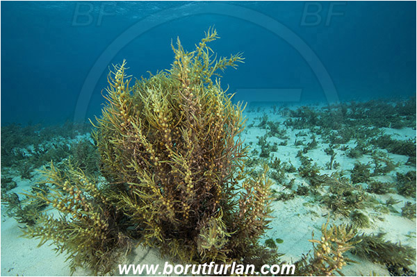 Tiger beach, Bahamas, Atlantic ocean, Sargassum algae, Algae, Sargassum sp., Sargassaceae