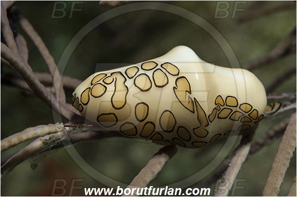Tiger beach, Bahamas, Atlantic ocean, Cyphoma gibbosum, Cyphoma, Ovulidae, Flamingo Tongue Snail, Sea snail, Gastropoda, Mollusca, Mollusc